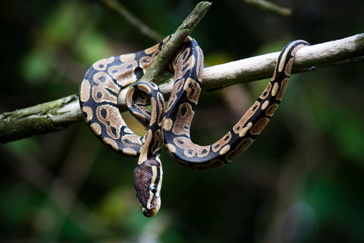 Ball Python snake hanging on a tree.